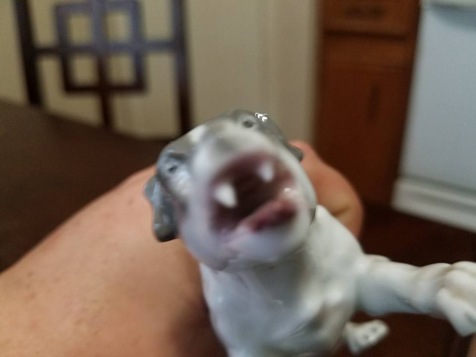 13319979_1099094243480412_2792545016039438500_n.jpg