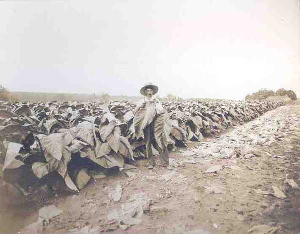 1910TobaccoField-orig.jpg