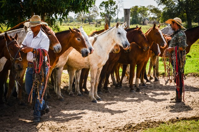 2.1-Horses-and-Mules-lining-up-in-the-morning (640x427).jpg