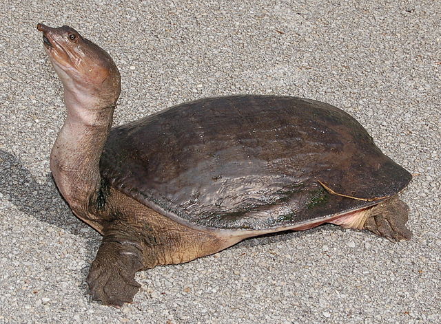 640px-Floridasoftshellturtle-cropped.jpg
