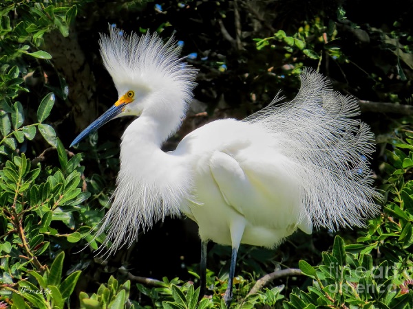 a snowy-white-egret-breeding-plumage-jennie-breeze.jpg