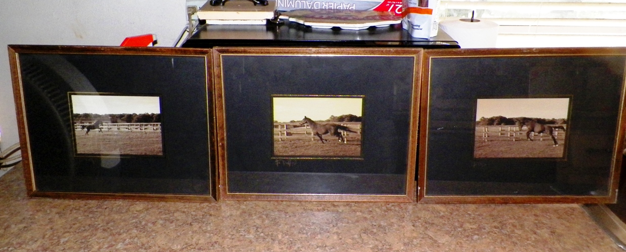 AA EBAY NEW A ART PHOTOGRAPH HORSES SIGNED 1AA.jpg
