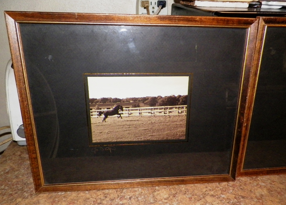 AA EBAY NEW A ART PHOTOGRAPH HORSES SIGNED 2AA.jpg