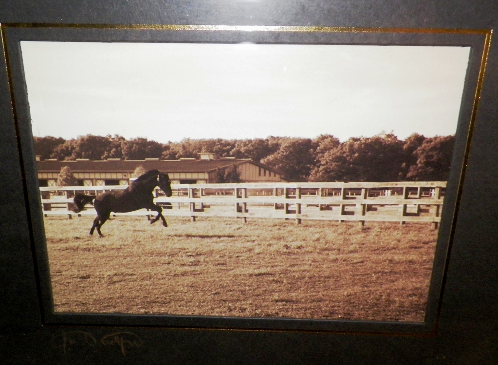 AA EBAY NEW A ART PHOTOGRAPH HORSES SIGNED 3AA.jpg