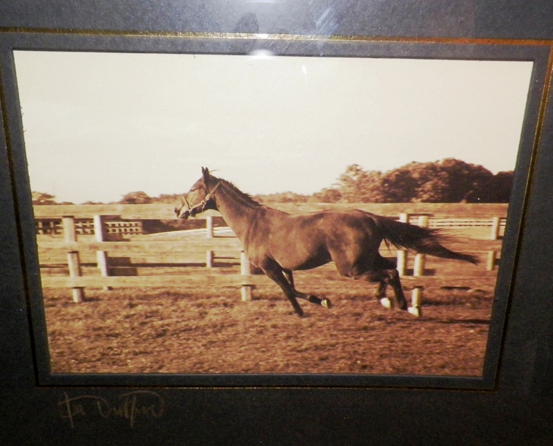 AA EBAY NEW A ART PHOTOGRAPH HORSES SIGNED 3AAA.jpg