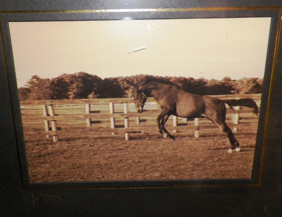 AA EBAY NEW A ART PHOTOGRAPH HORSES SIGNED 3AAAA.jpg