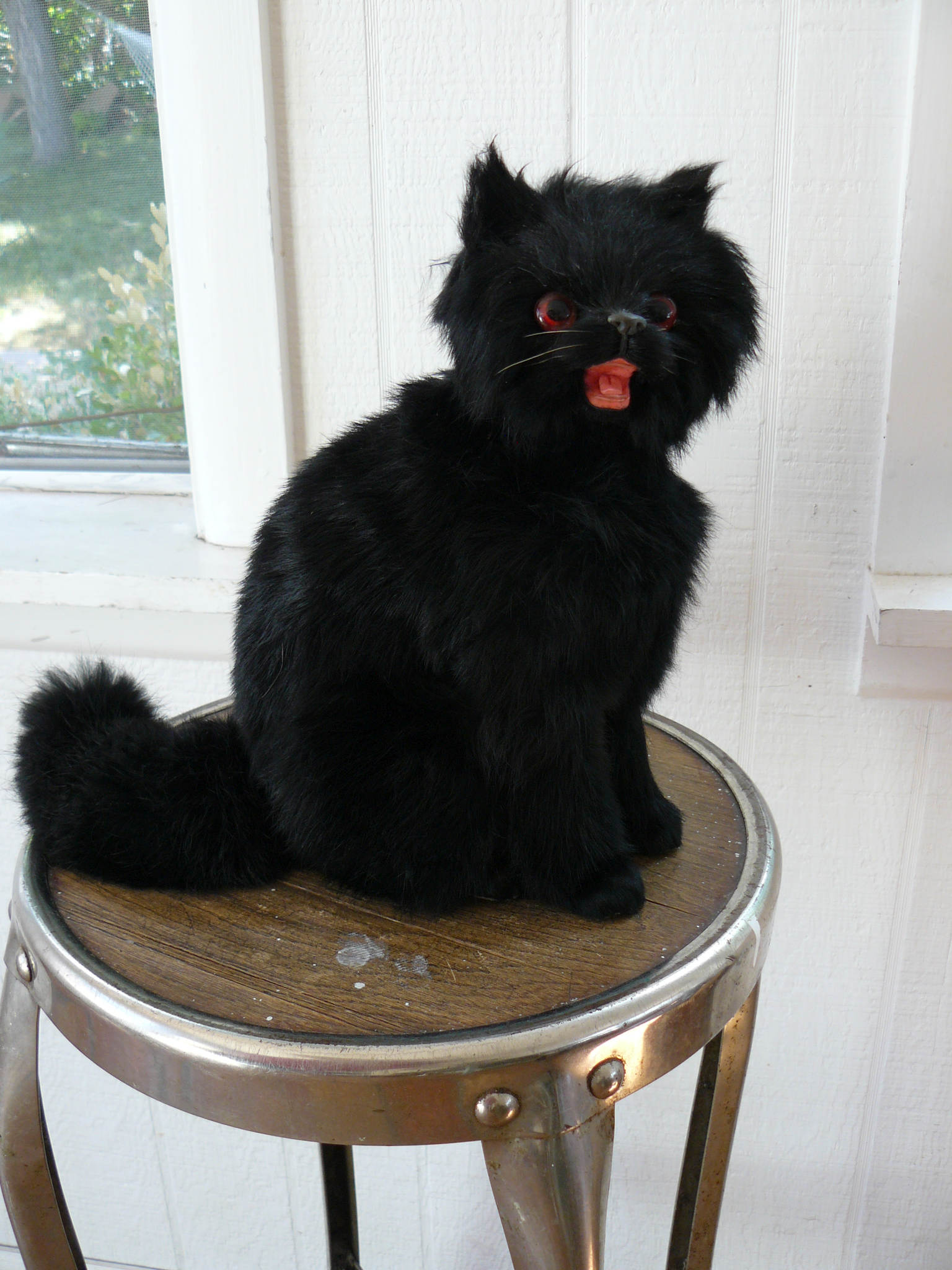aaacat.jpg