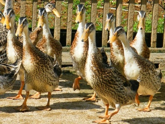 Alabio Ducks.jpg
