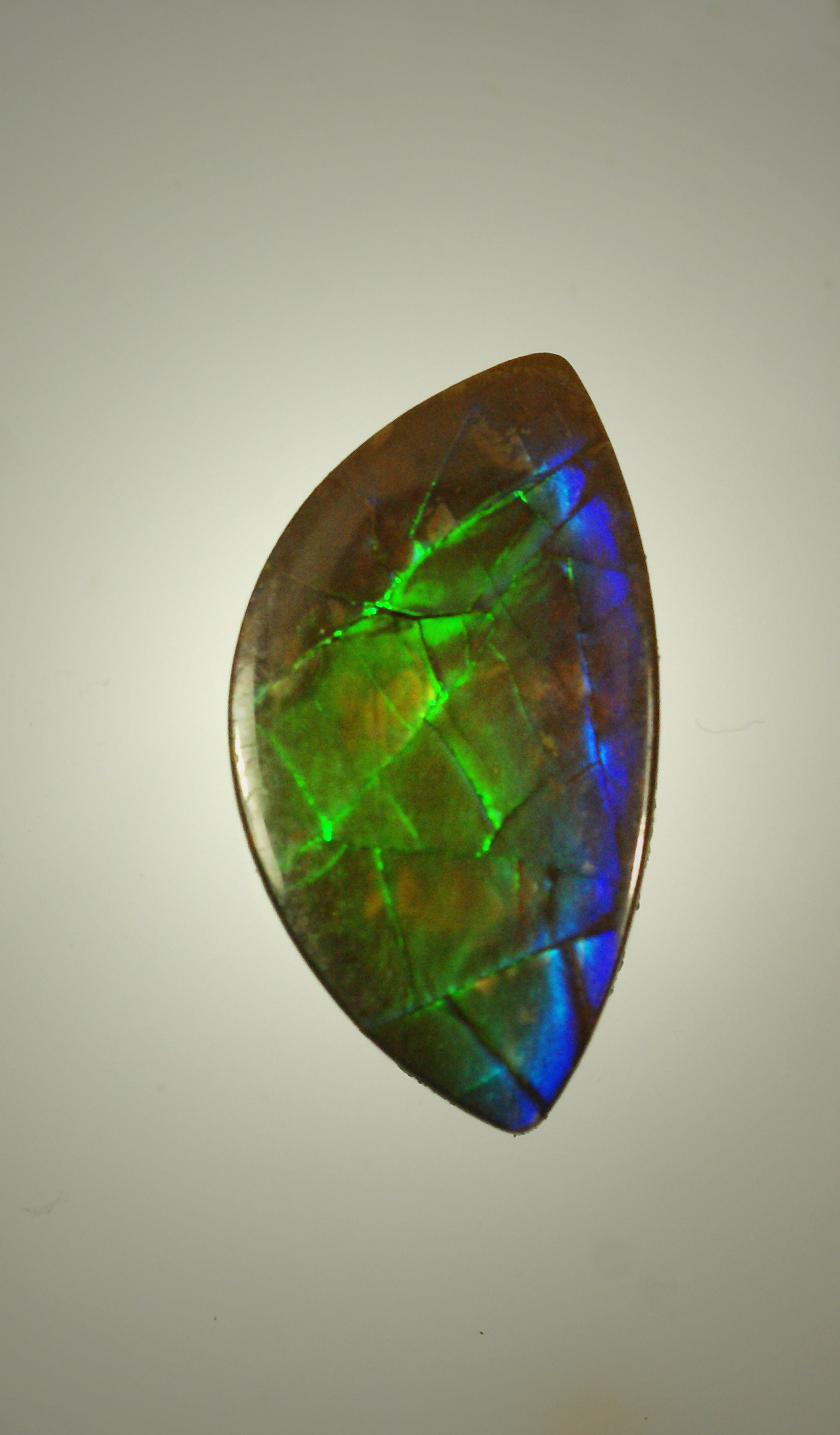 ammolite2e-04-09-2018.jpg