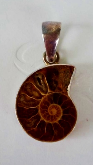 ammonite (362x640).jpg