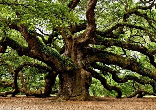 angel oak.jpg