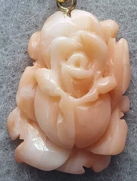 Angelskin coral rose 1A.jpg