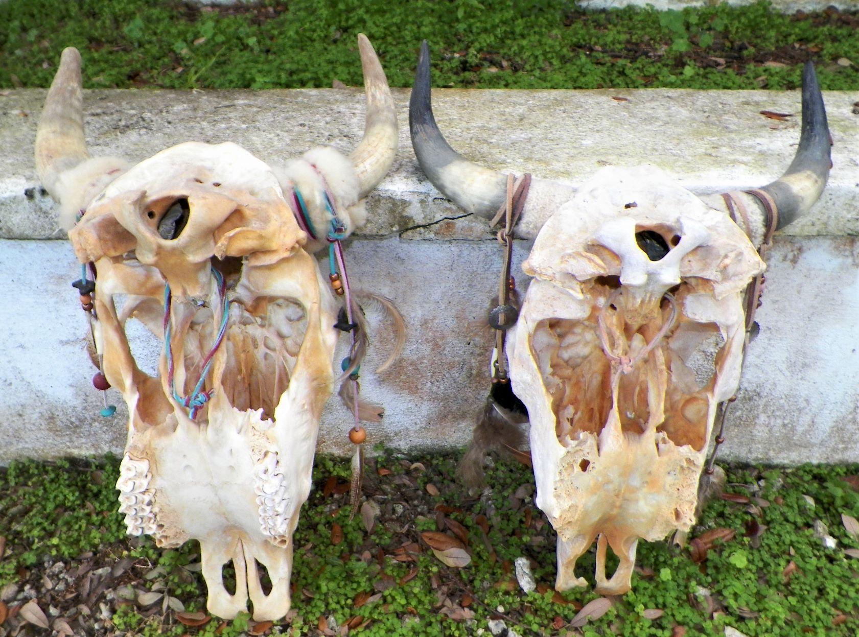 ART COW SKULL ART INDIAN CHERYL 8AA.JPG