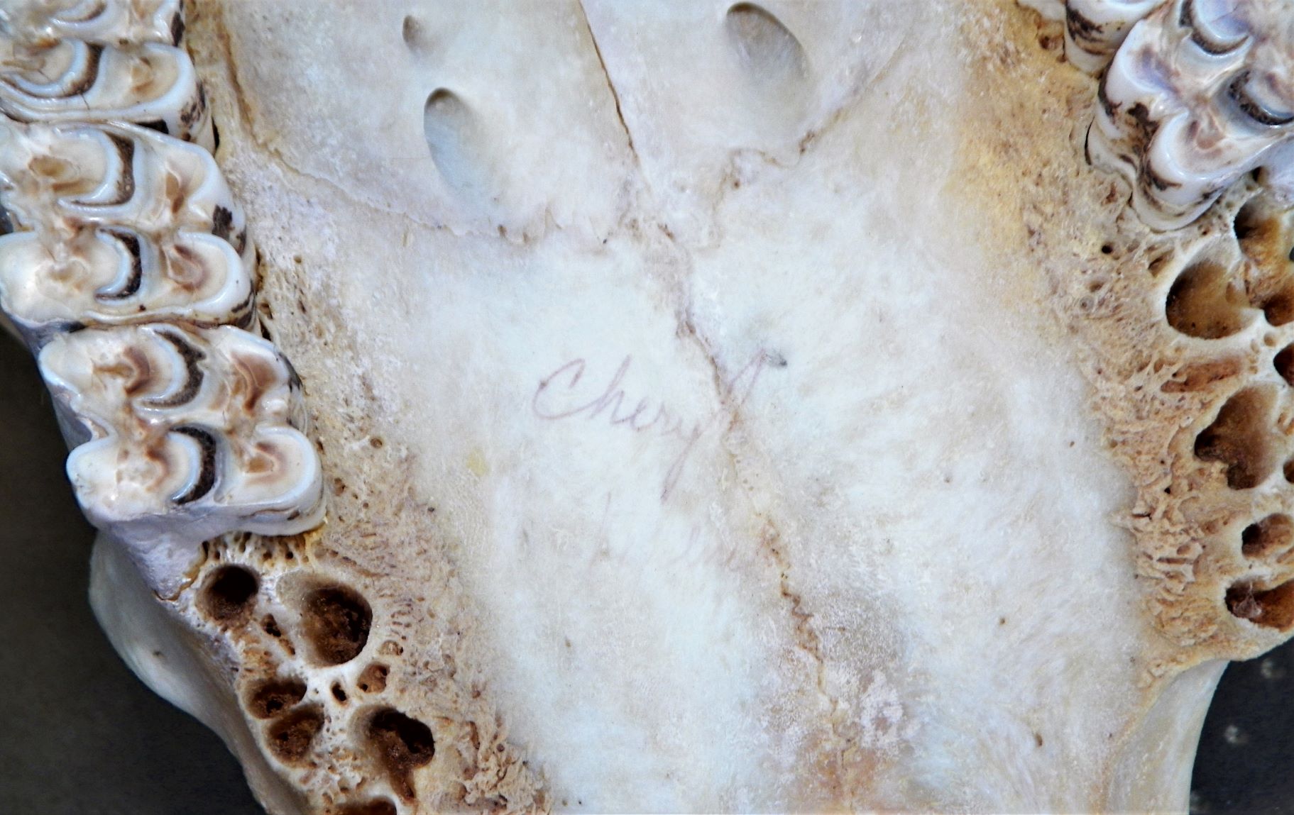 ART COW SKULL ART INDIAN CHERYL 9AA.JPG