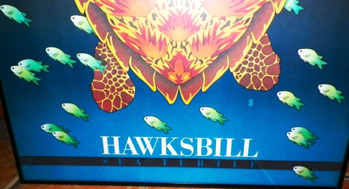 ART POSTER SEAHAWK TURTLE ENDANGERED SPECIES 2AAA.JPG