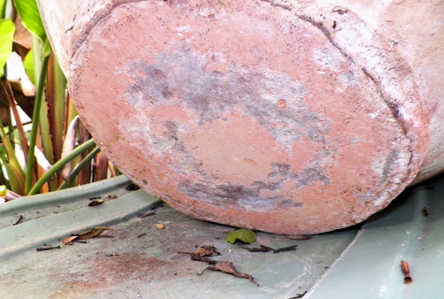 ART POTTERY 4 HANDLE TERRA COTTA JAR 5AA.JPG