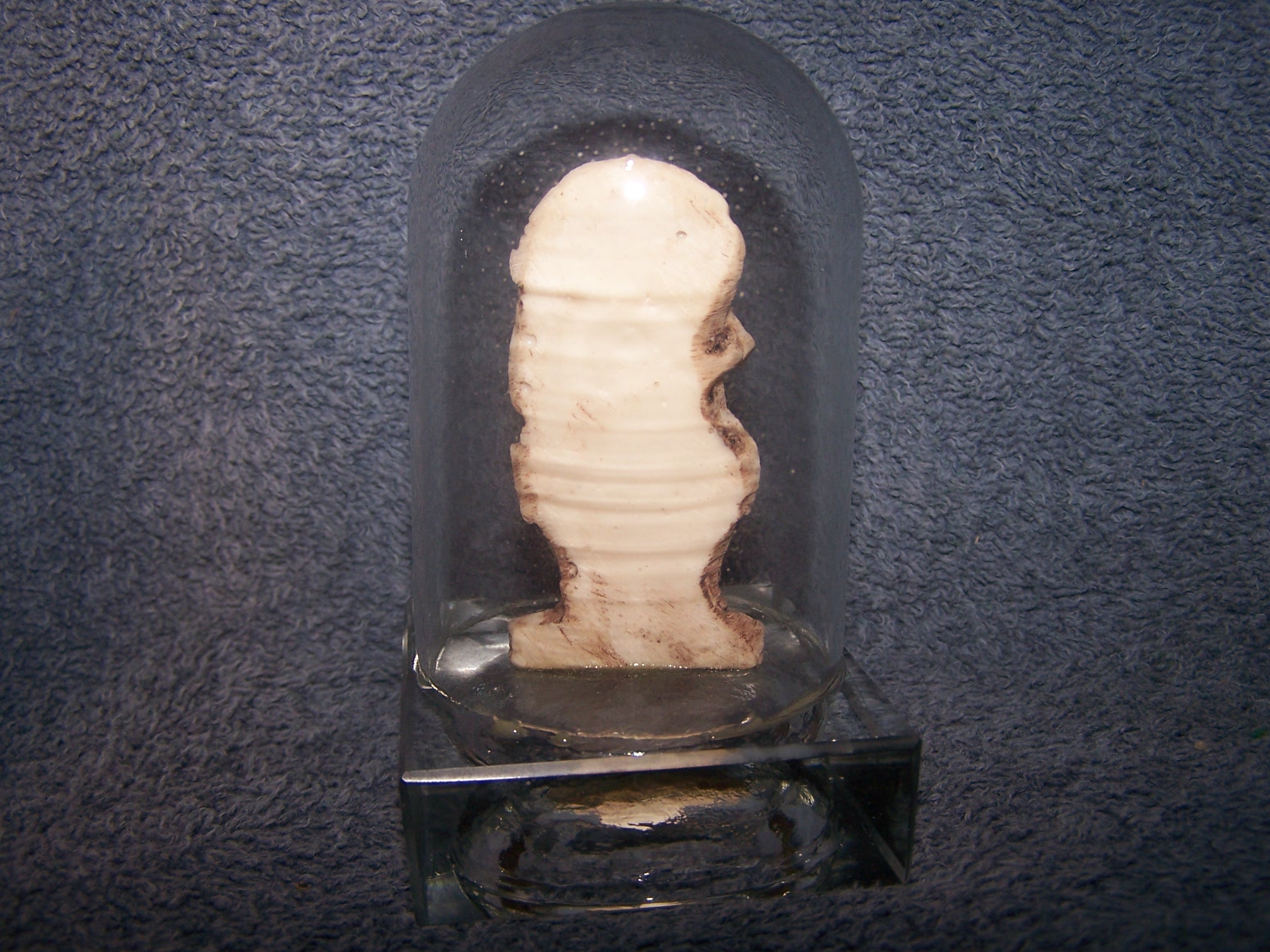 atree 26800.jpg