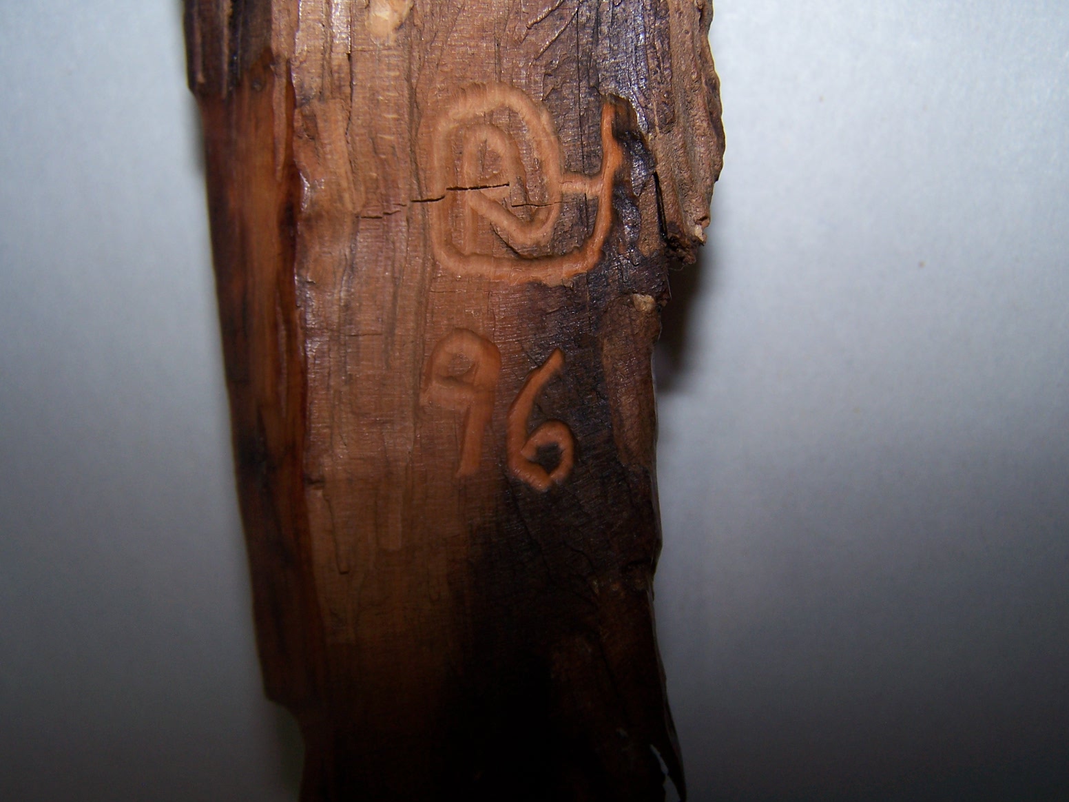 atree 27813.jpg
