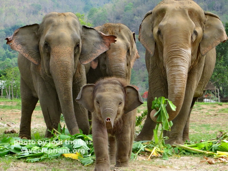 baby-elephant-navann-3 (800x600).jpg