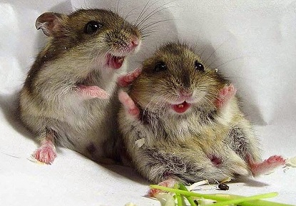 baby-gerbils[1].jpg