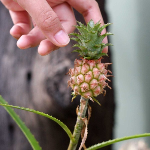 baby-pineapple.jpg