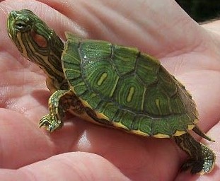 baby turtle from Woolworths.jpg