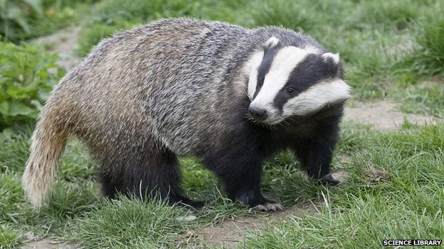 badger.jpg