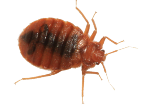 bedbug.png