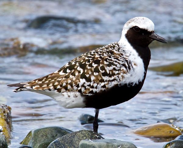black-belied-plover .jpg
