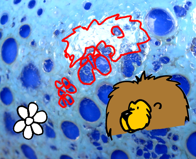 blue bowl cloud lion.jpg