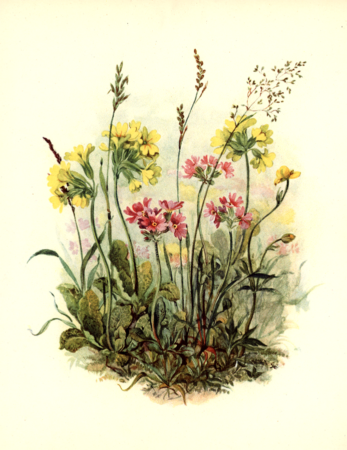 botanical-print-04.jpg