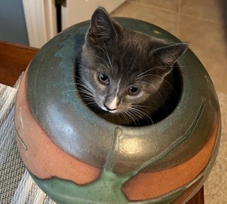 Cat in pot.jpg