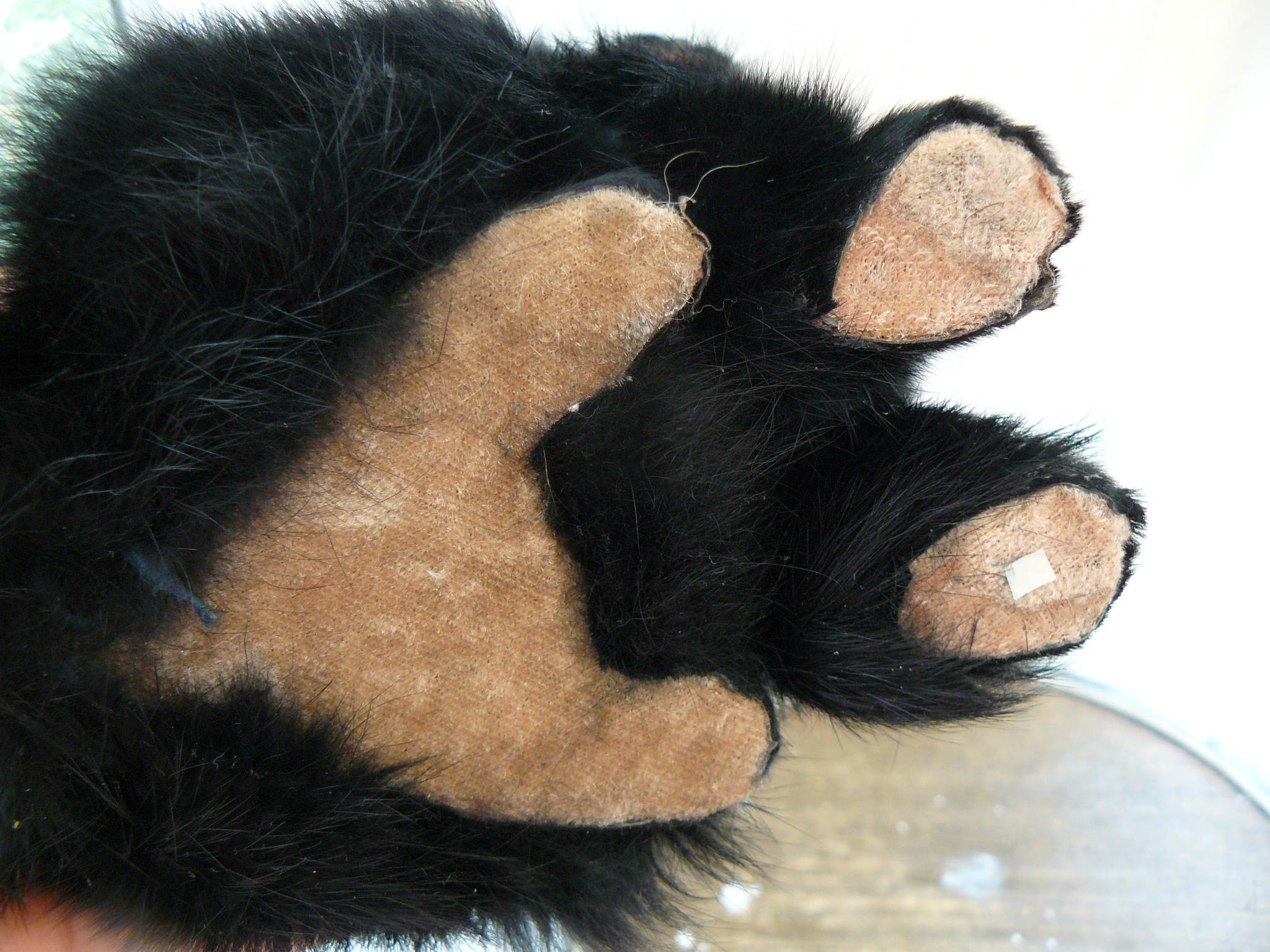 cat2.jpg
