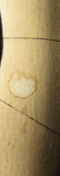 Celluloid Ivory frame 3.jpg