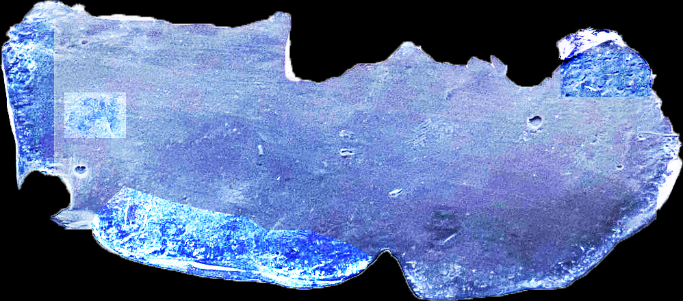 CHERUB BASE-edit.jpg