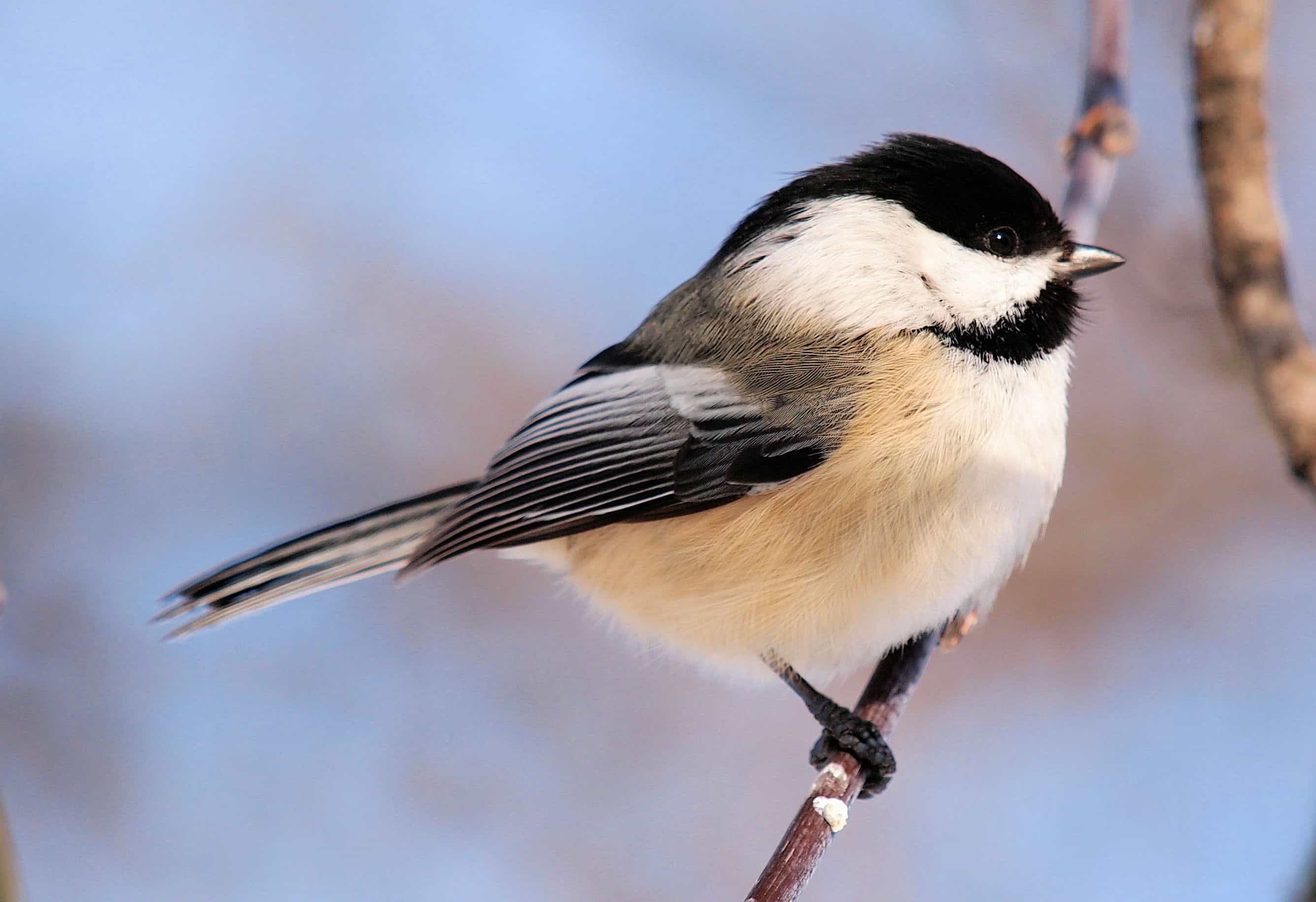 chickadee.jpg