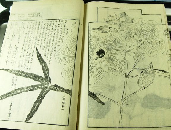 chinese book 8.jpg