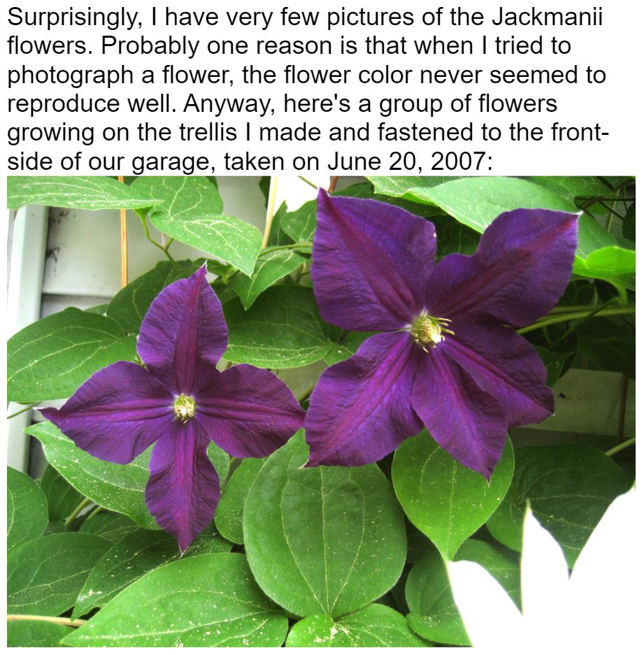 clematicjackmanii.JPG