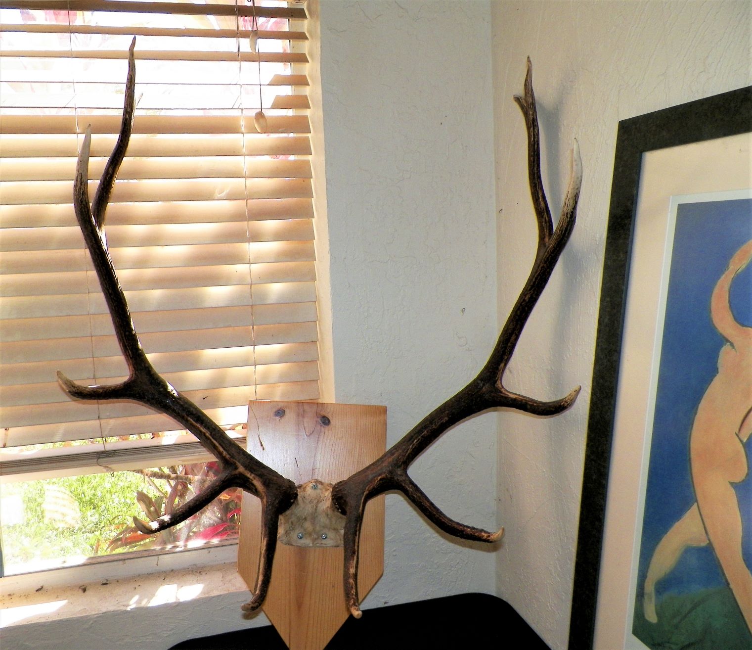 COLLECTIBLE ANTLERS 1A_AA.JPG