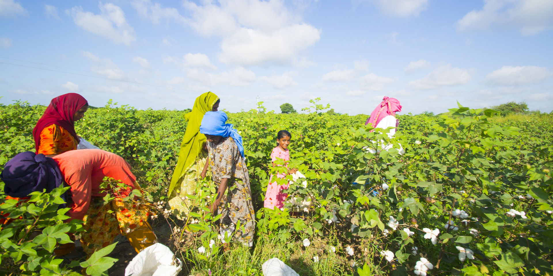 Cotton-Farm-Gujarat.jpg