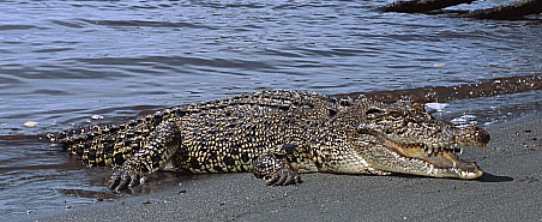 crocodile-papuanewguinea-live-1.JPG
