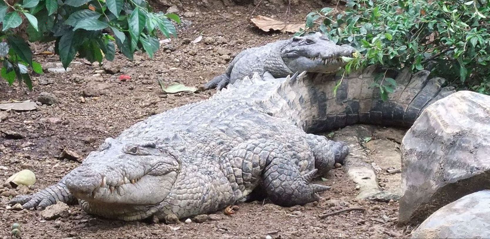 crocodile-papuanewguinea-live-2.JPG