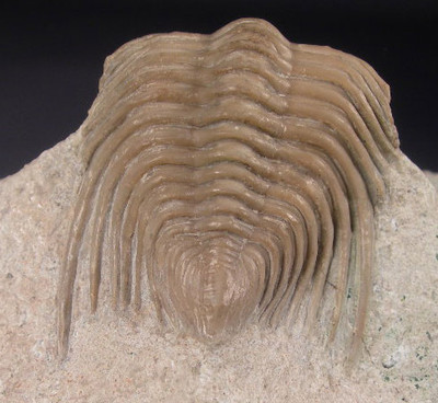 Cybele bellatula trilobite fossil Russia.JPG