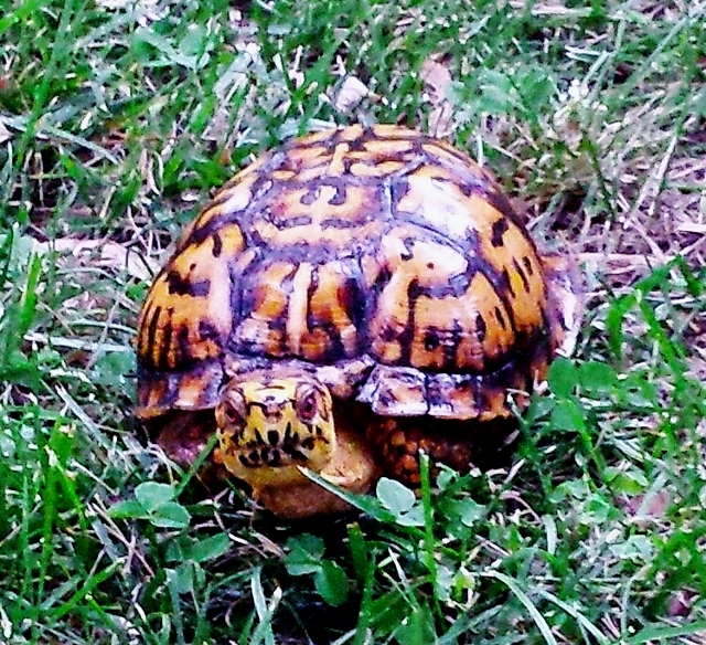 Daddy Turtle 2 (640x584).jpg