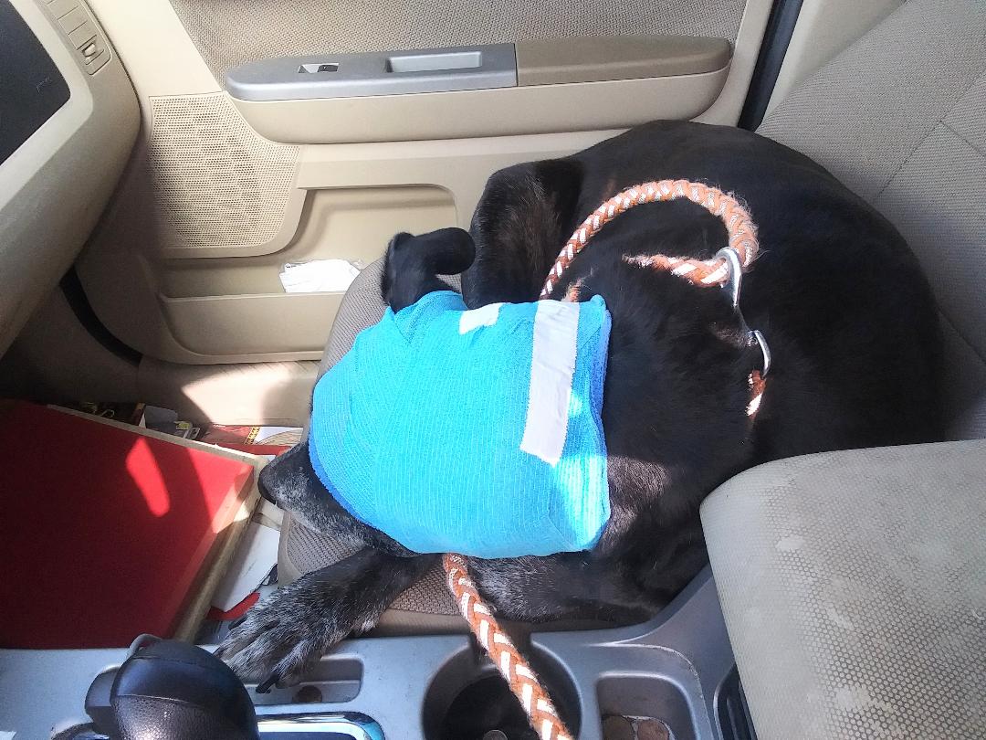 DOG SPARKLE AFTER SURGERY 2AA.jpg