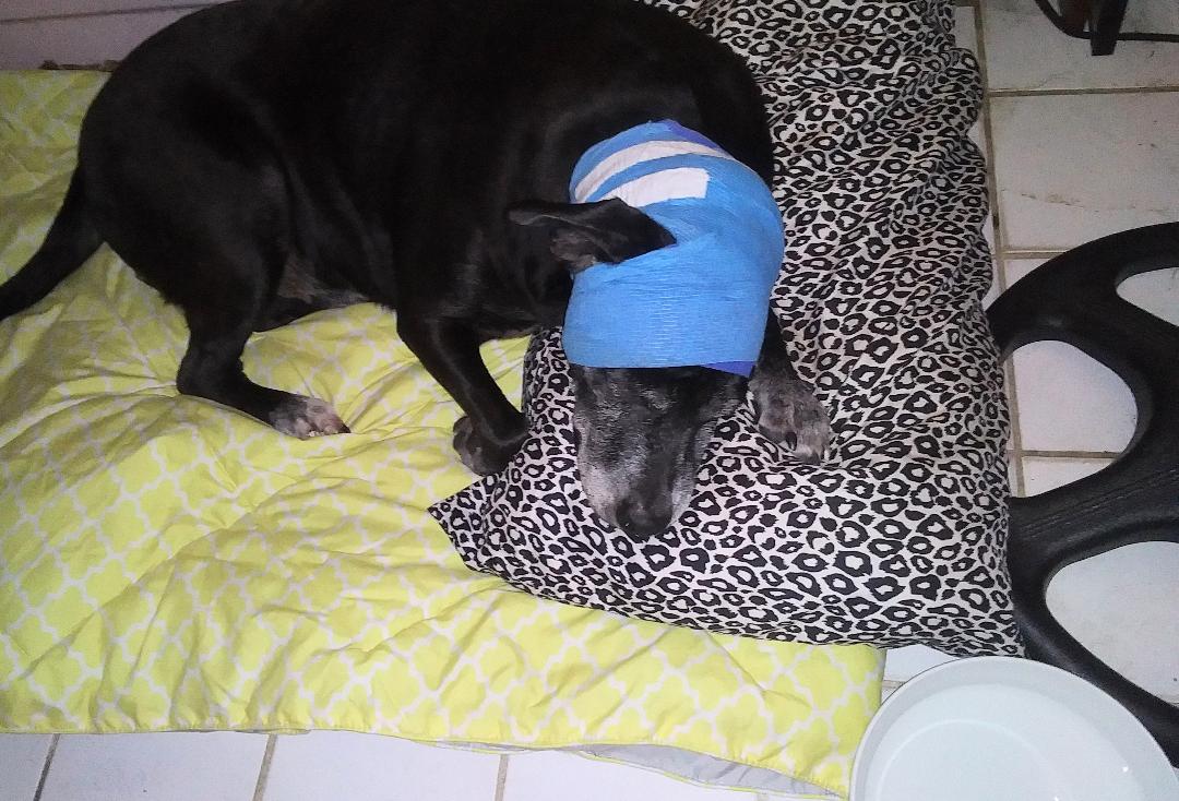 DOG SPARKLE AFTER SURGERY 4AA.jpg