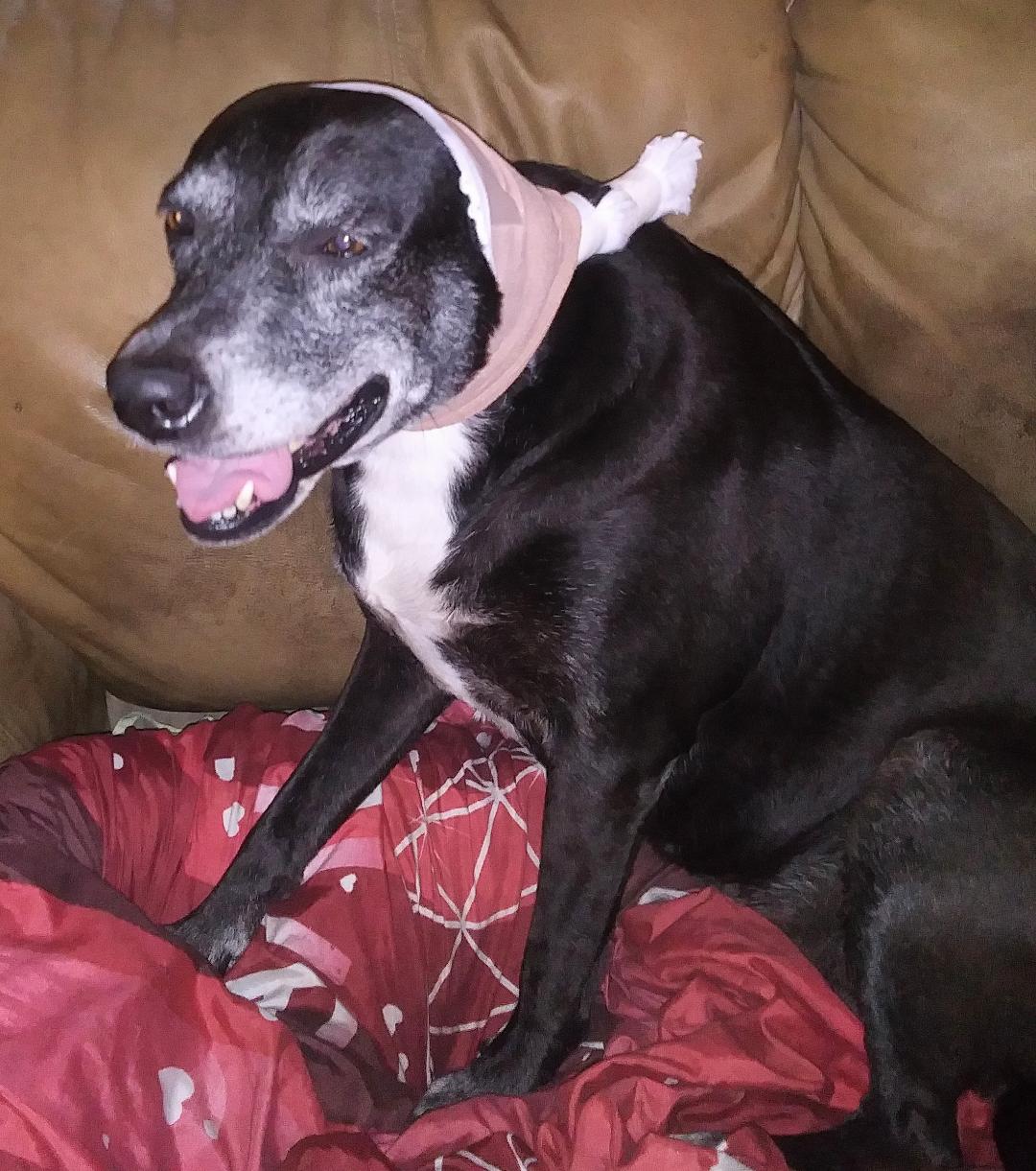DOG SPARKLE AFTER SURGERY 5AA.jpg
