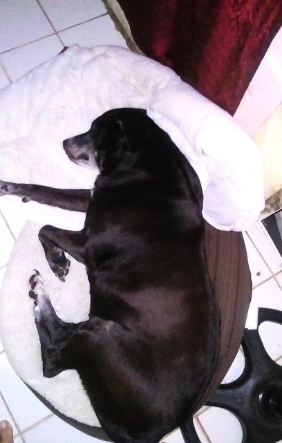 DOG SPARKLE BED IN BATHROOM 1AA RESIZE.jpg