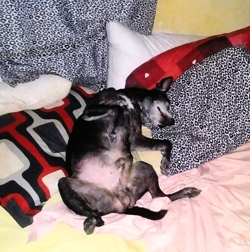 DOG TRUCKIN SLEEPING COMFORTABLY 1AA RESIZE.jpg