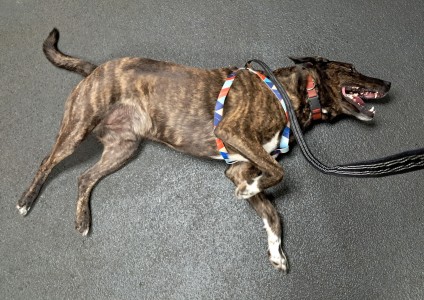 Doggoon - Truman at vet - small.jpg